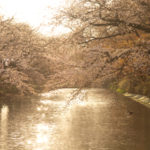 弘前公園（弘前城）さくらまつり 外堀の桜
